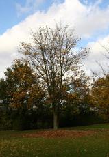 Herbststimmung-25-10-09 010.jpg
